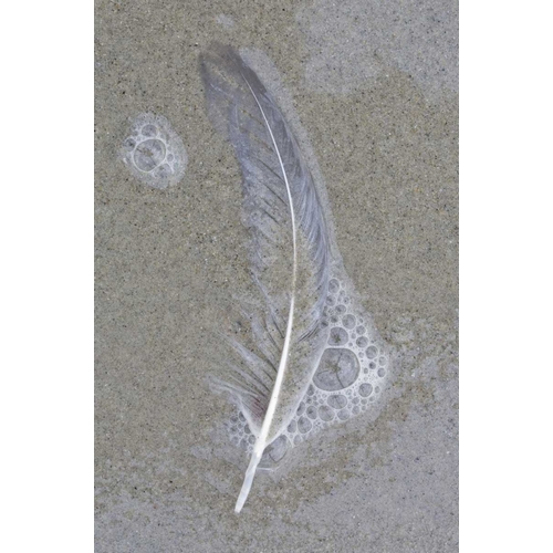 USA, Maine, Pine Point Gull feather on beach